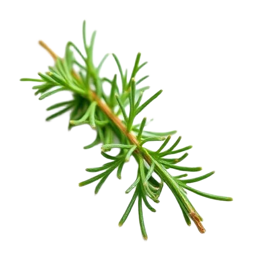 Sprig of fresh rosemary